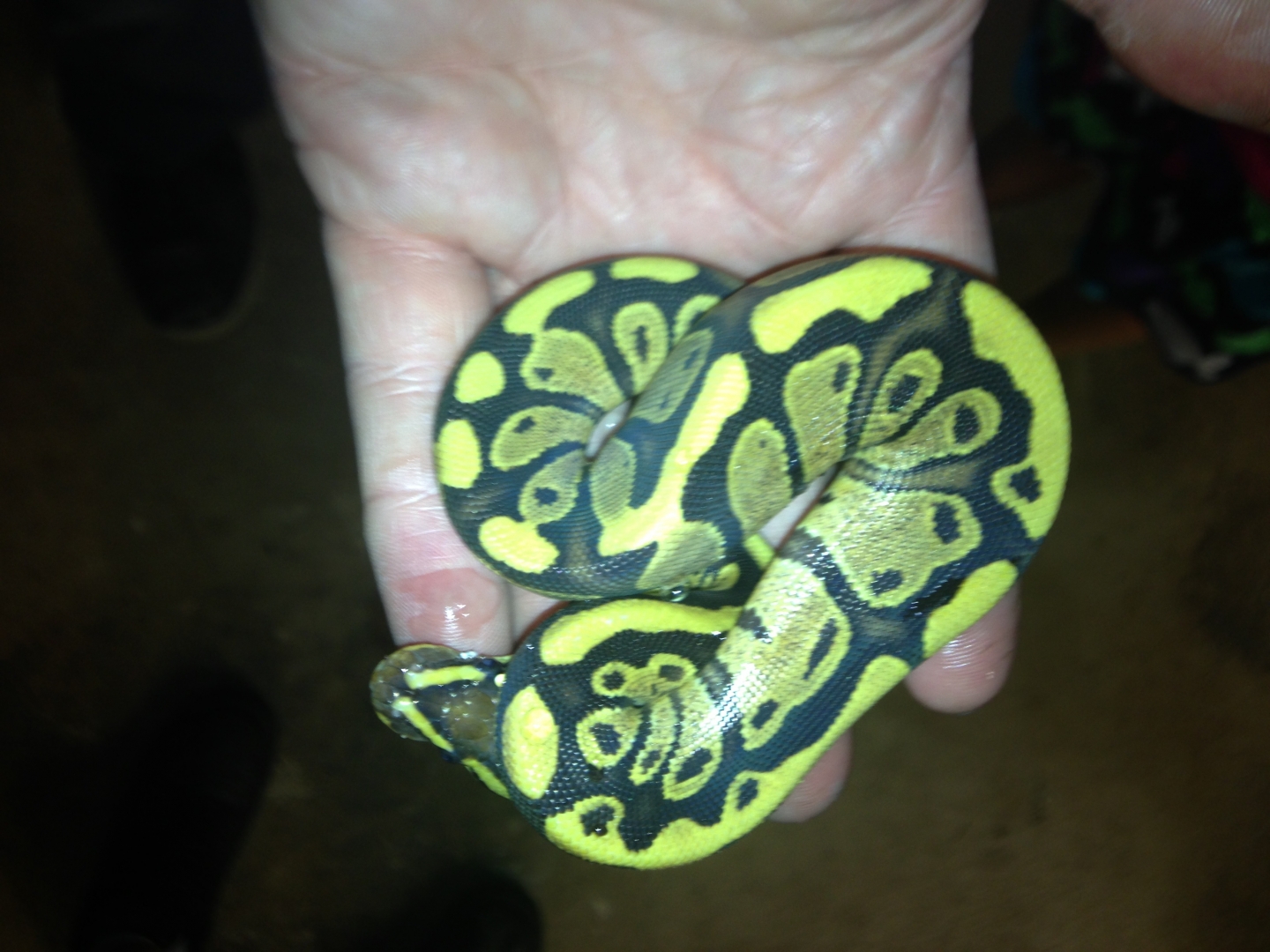 Ball Python