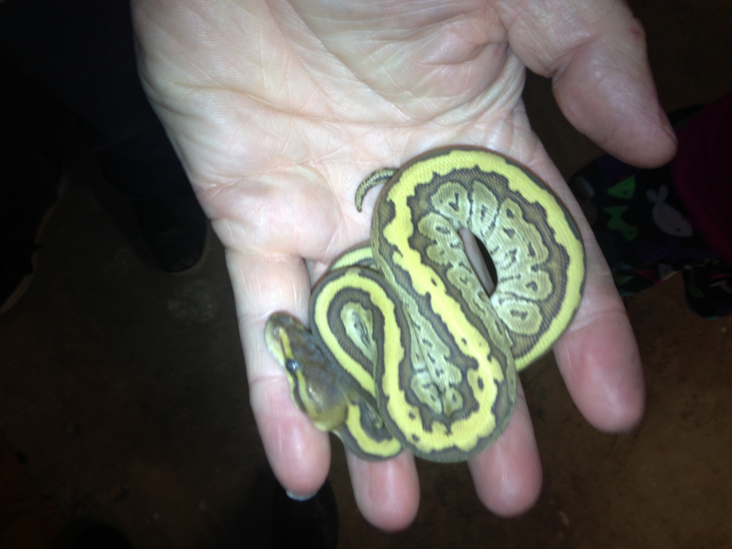 Ball Python