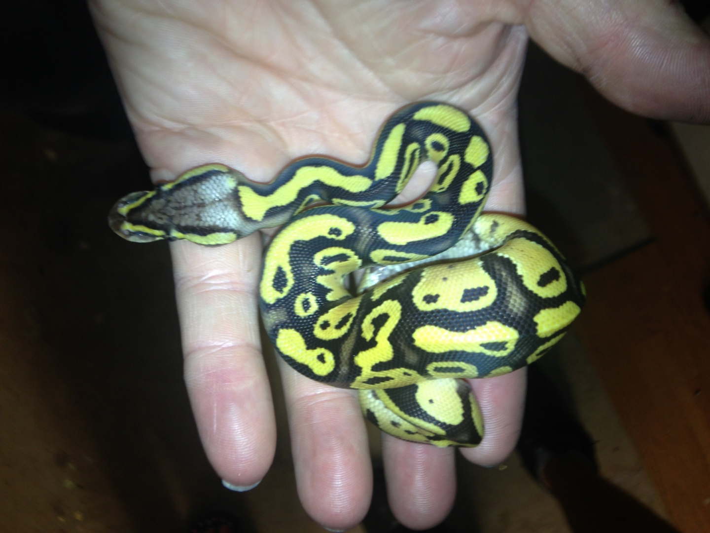 Ball Python