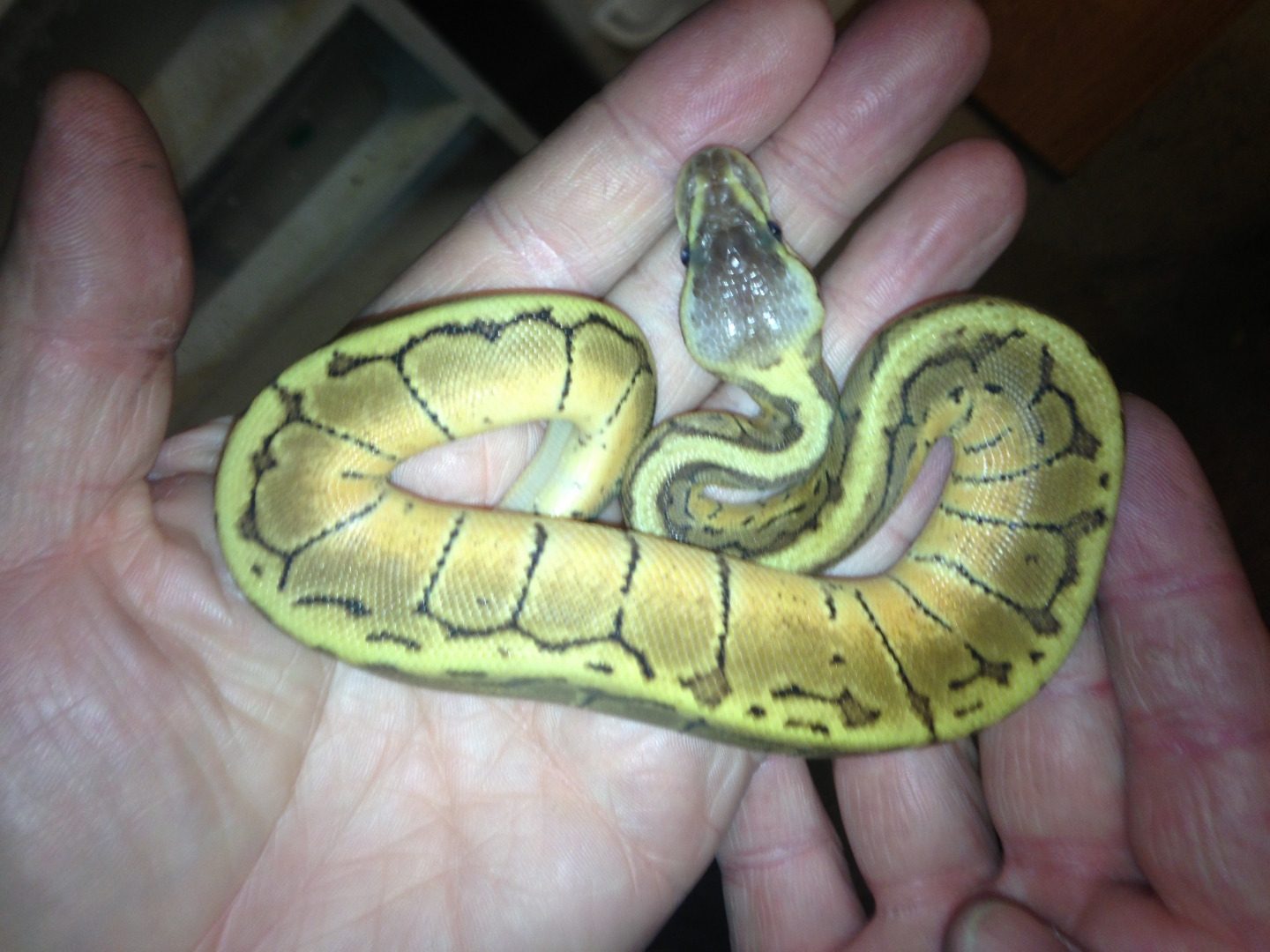 Ball Python
