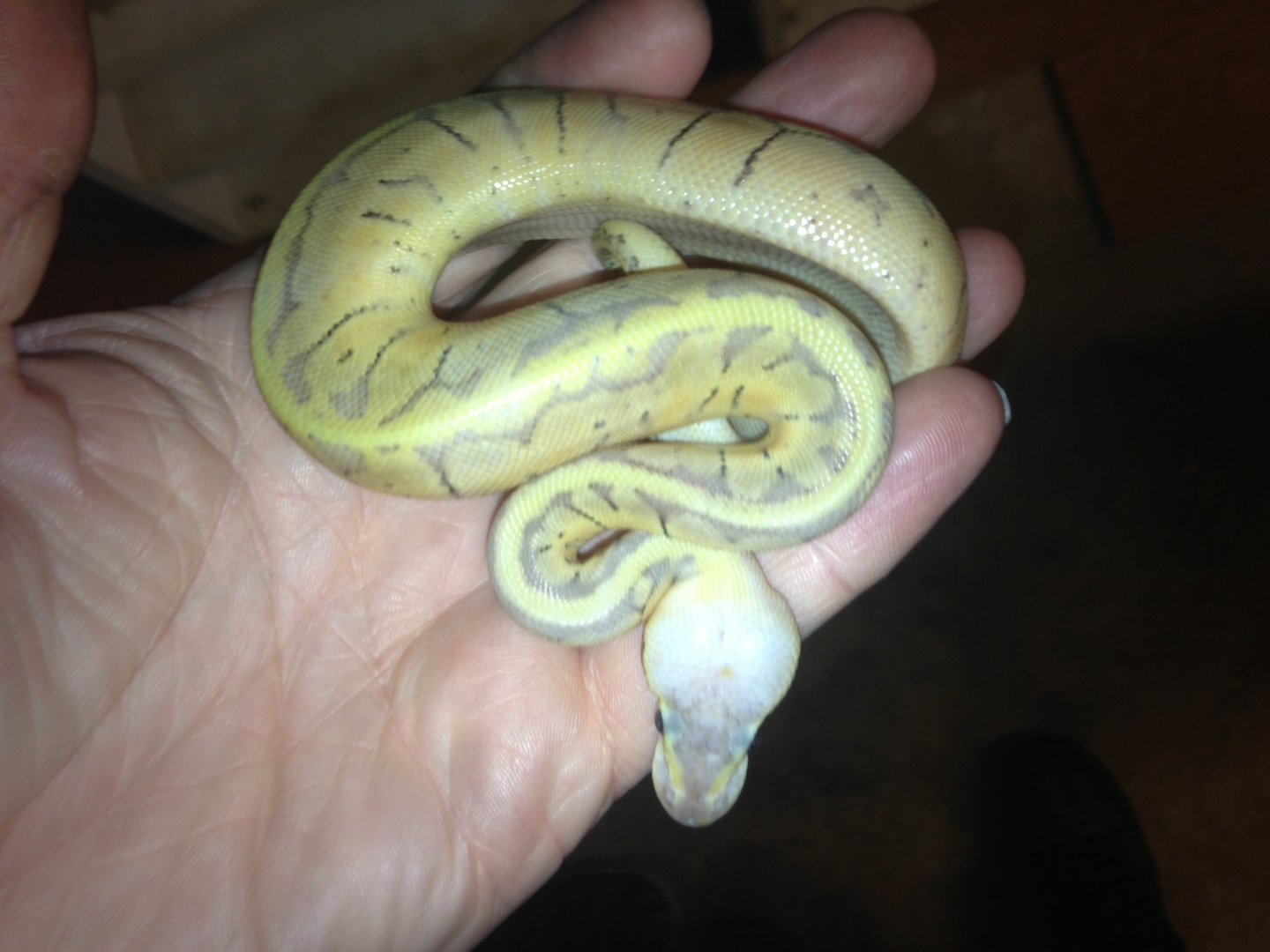 Ball Python