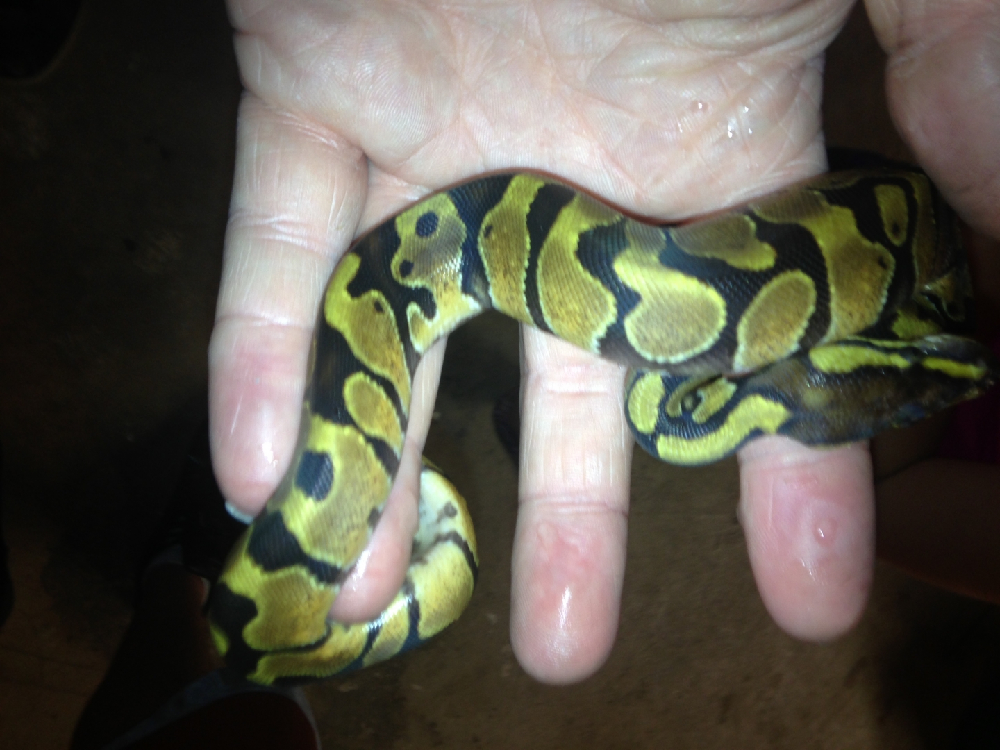 Ball Python