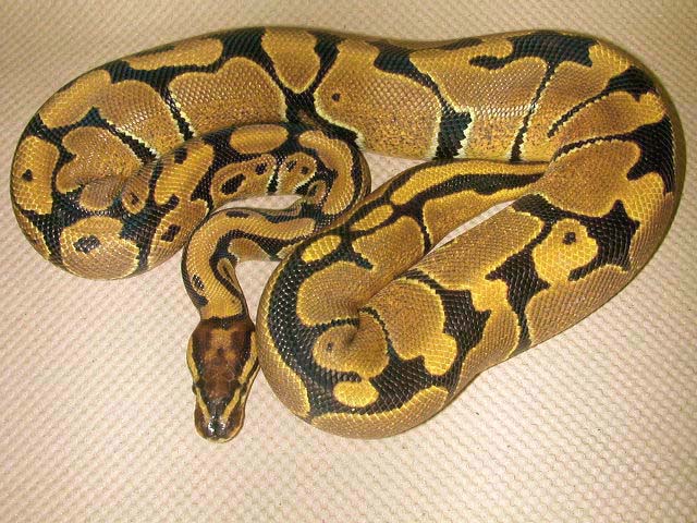 Ball Python