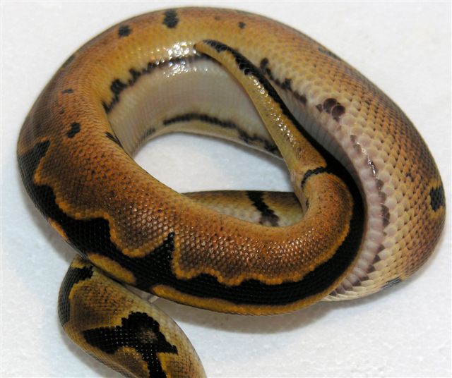 Ball Python.