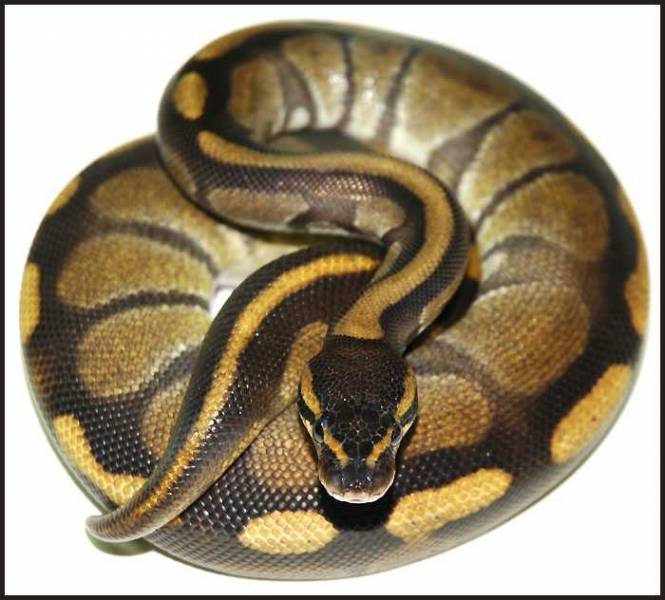 Ball Python