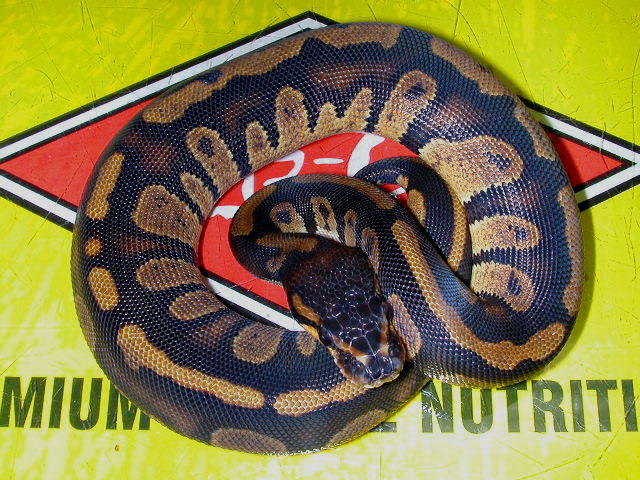 Ball Python