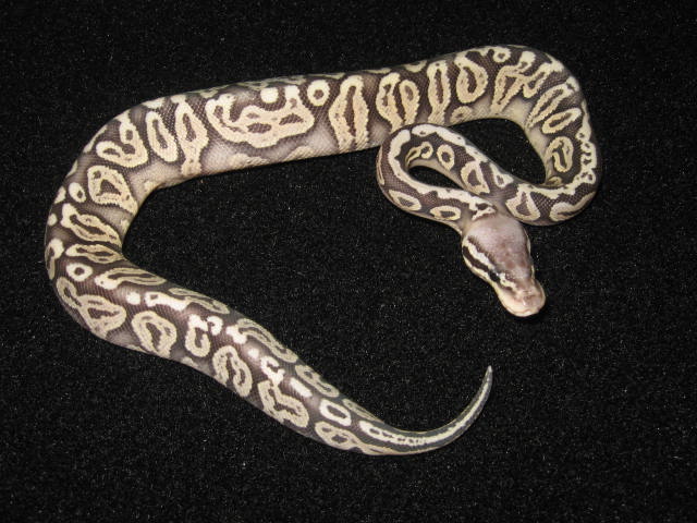 Ball_pythons_170