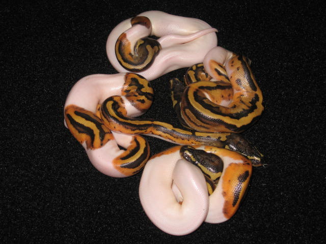 Ball_Pythons_361