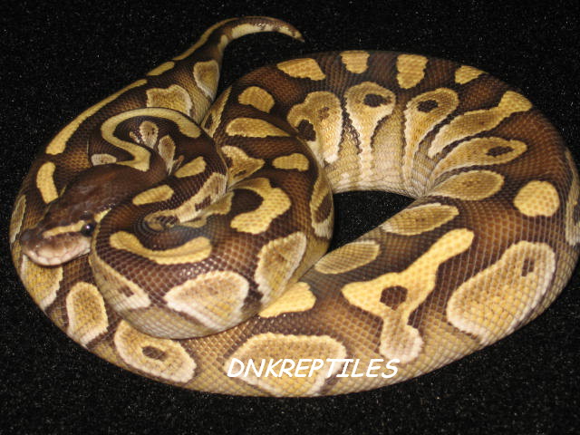 Ball_Pythons_427