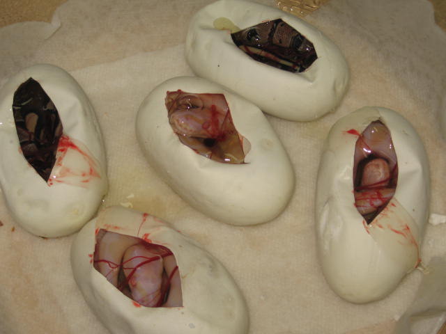 Ball_pythons_441