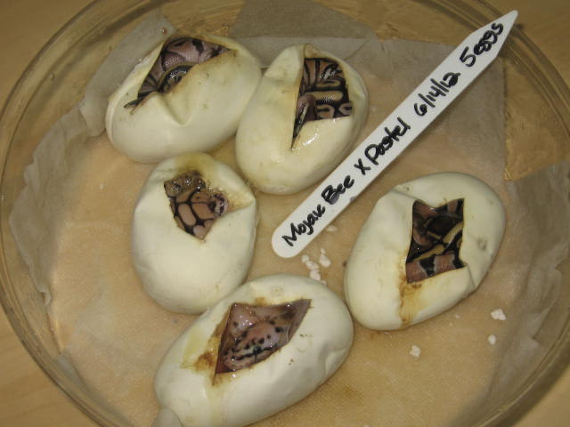 Ball_pythons_454