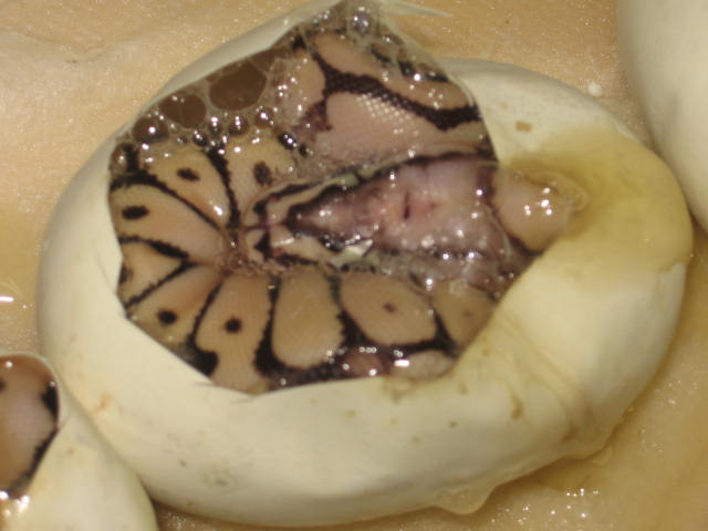 Ball_pythons_461