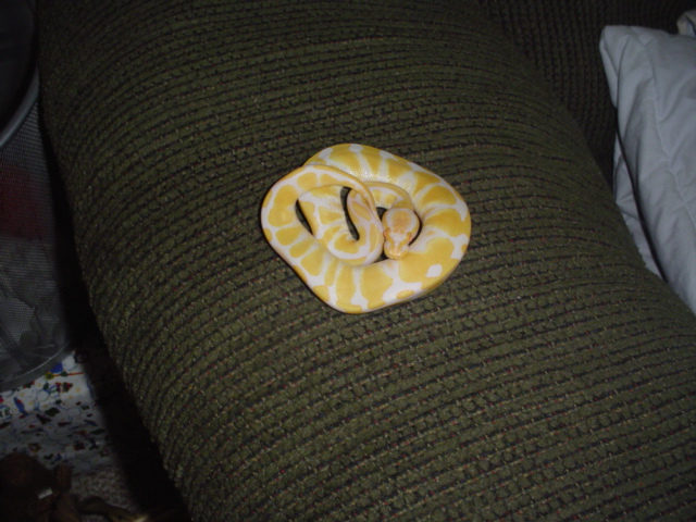 ballpythons001