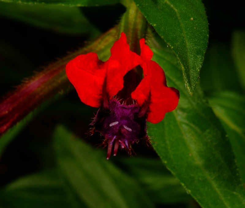 Bat Faced Plant