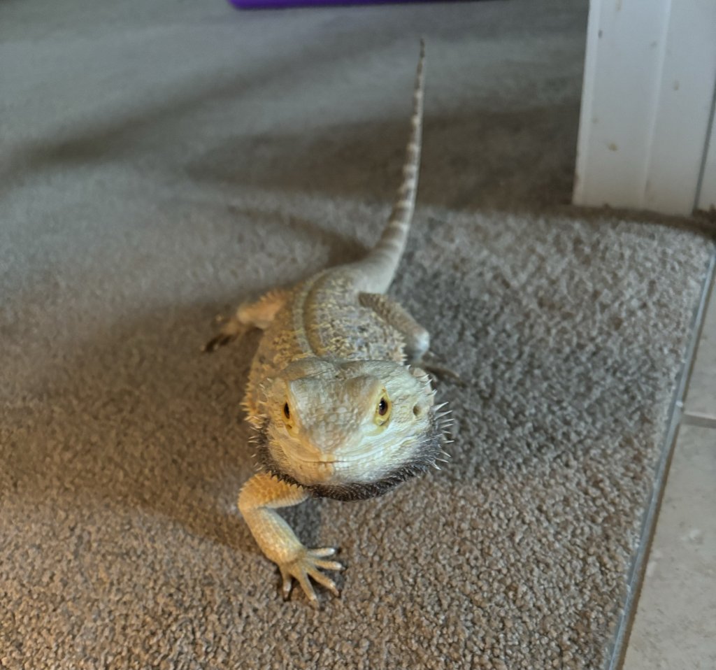 Bearded dragon