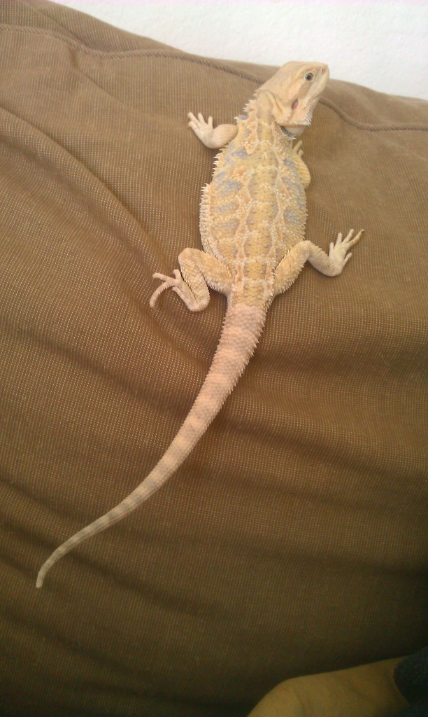 bearded dragons