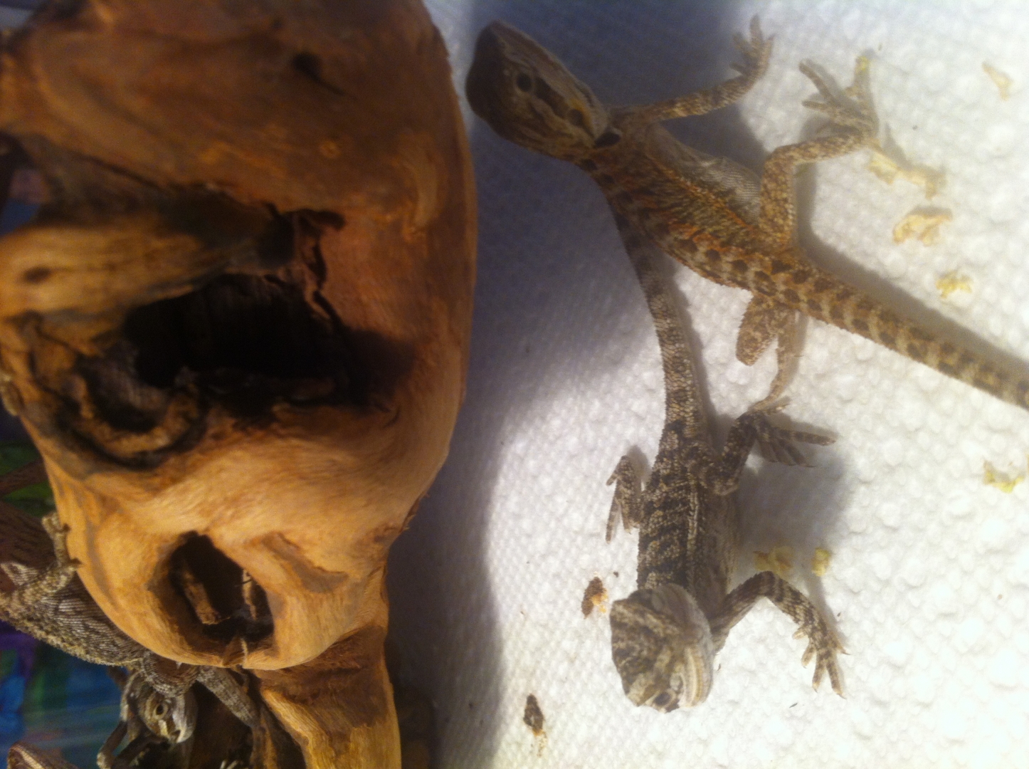 Bearded Dragons