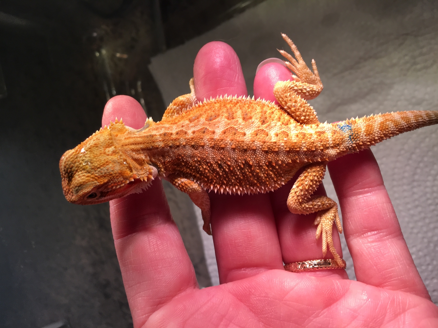 Beardies looking for homes!