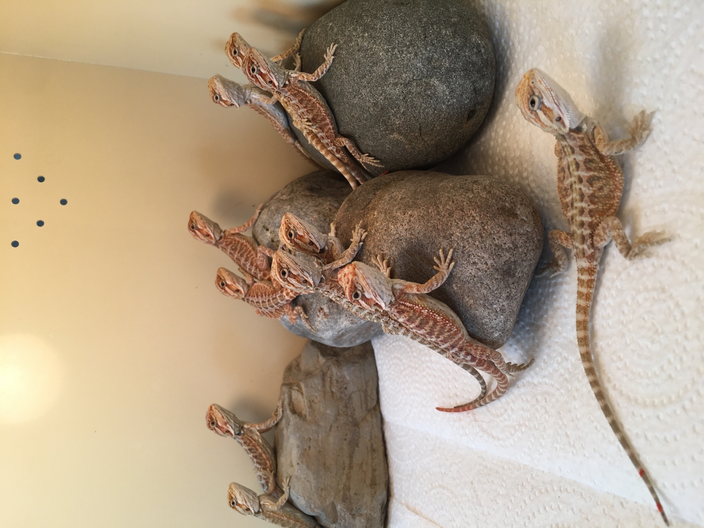 Beardies looking for homes!