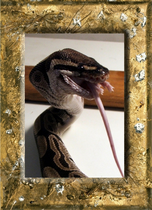 Bela grubbin down some Chow...