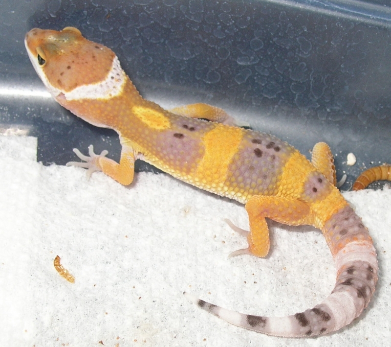 bell het 2&1/2 weeks