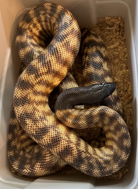 BHPF1