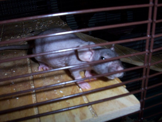 Biscuit the patchwork hairless 2