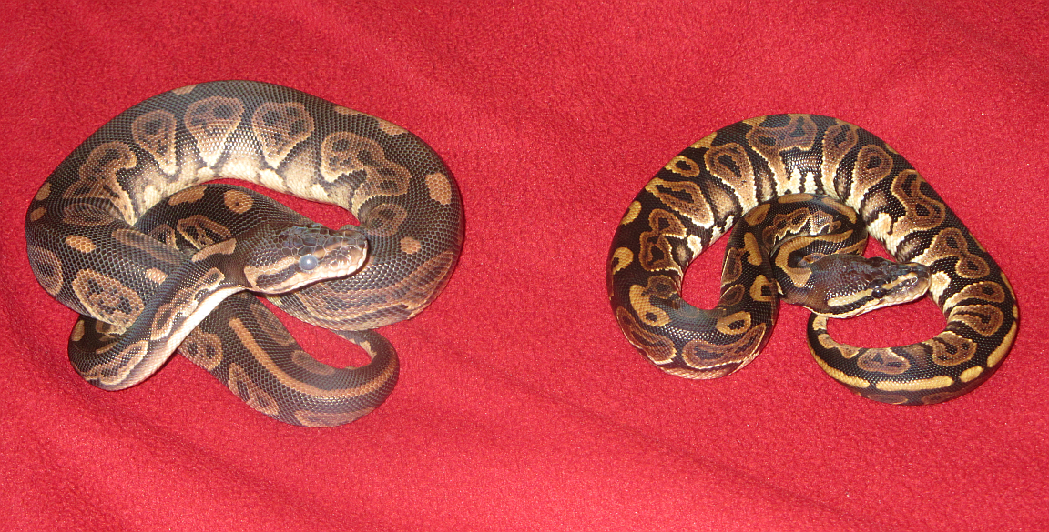 black pastel pair pic1