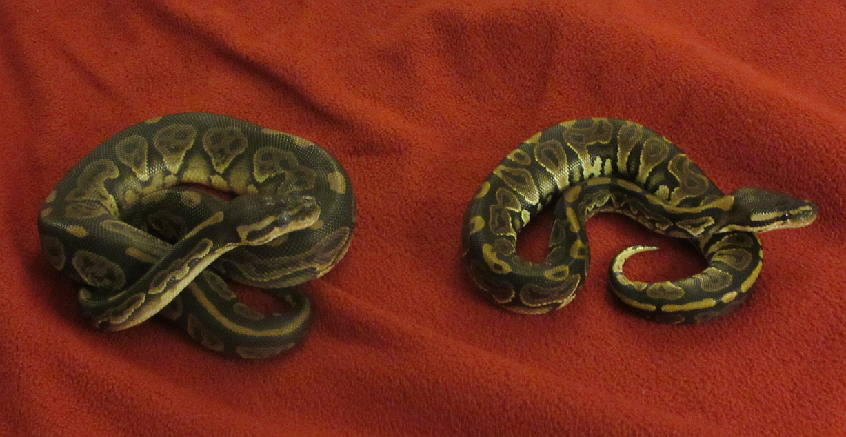 black pastel pair pic2