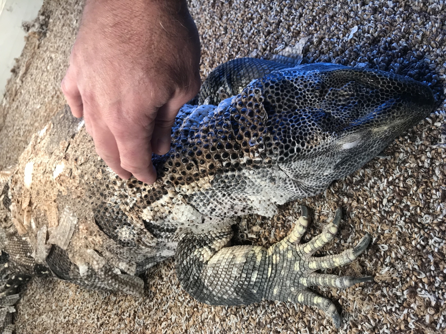 Black Throat Monitor