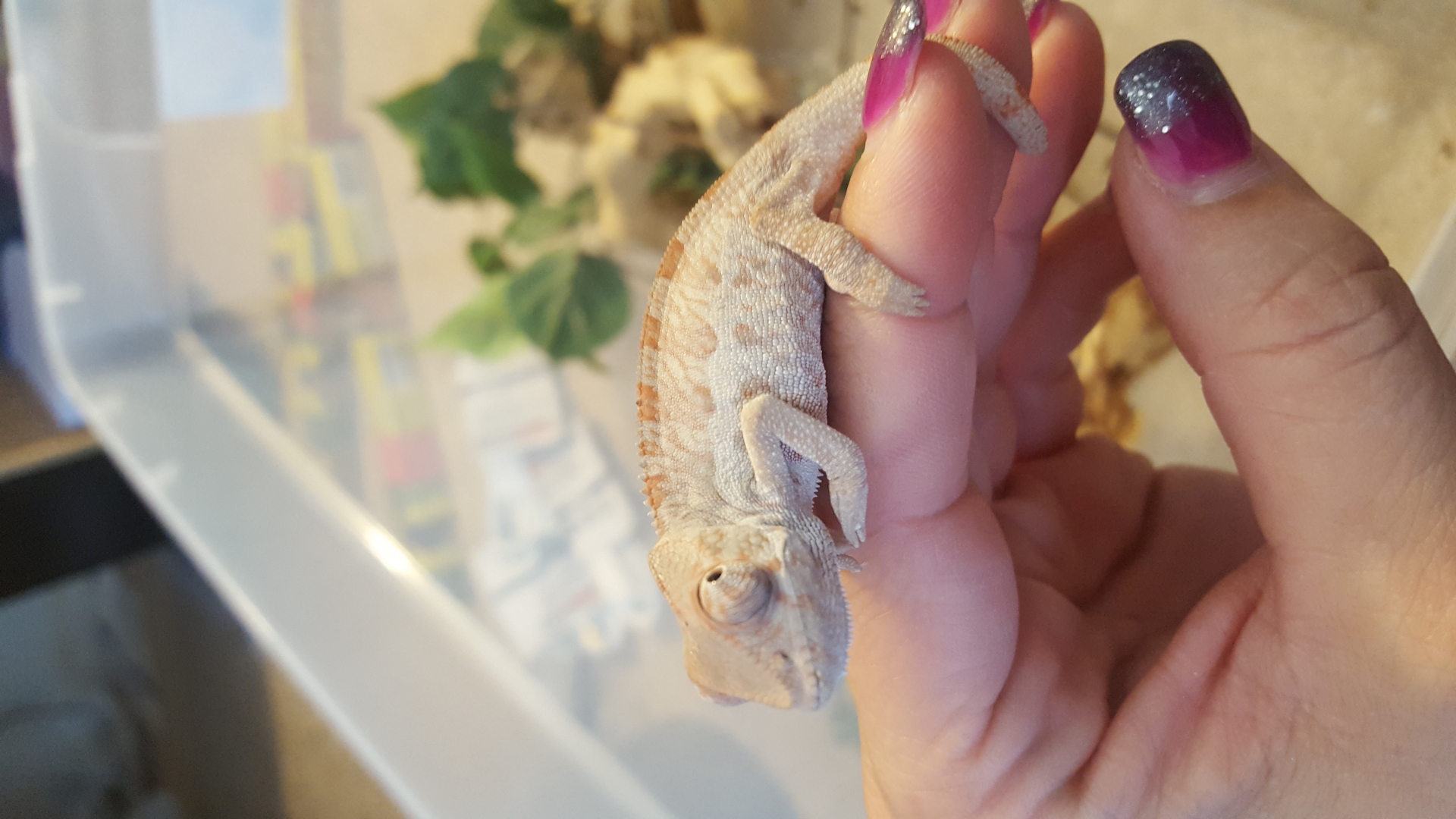 Blue bar sire panther chameleons 2 mo y