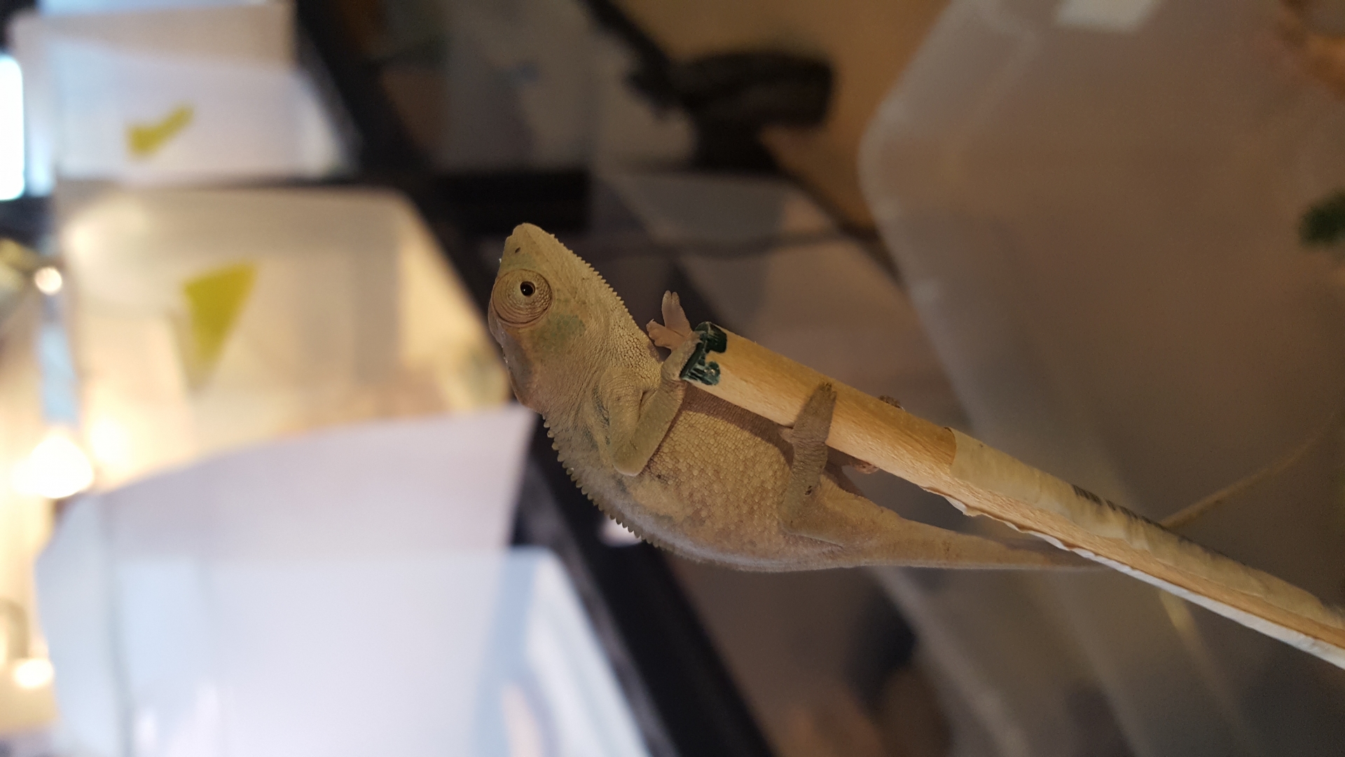 Blue bar sire panther chameleons 2 mo y
