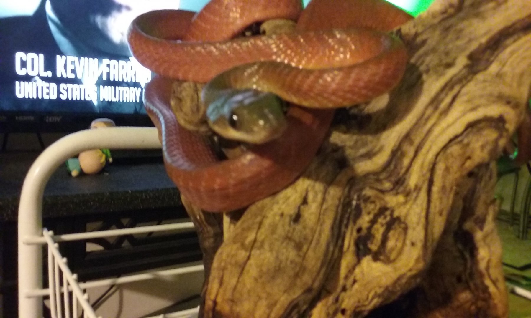 Boiga nigricepts