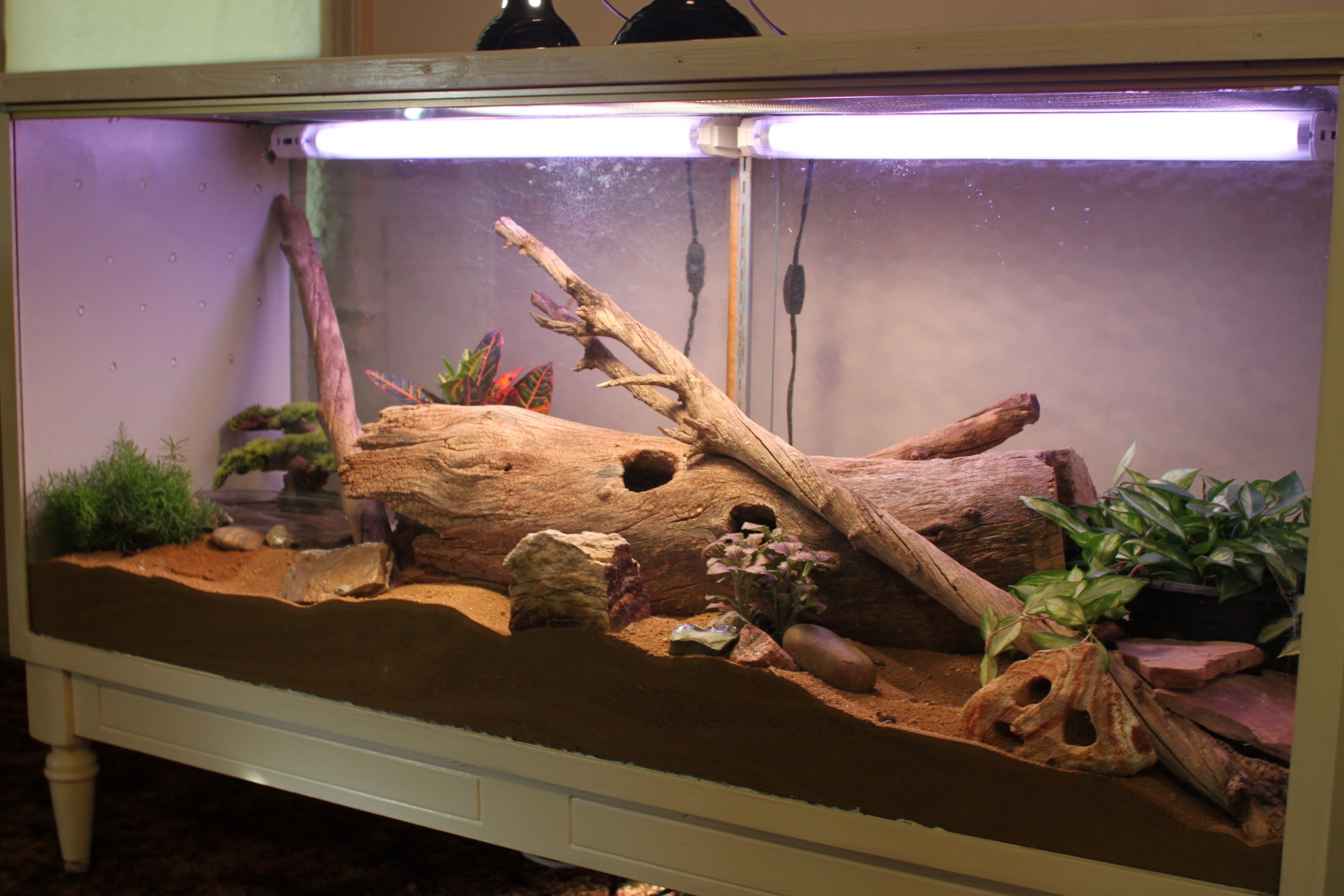 Bullsnake Enclosure