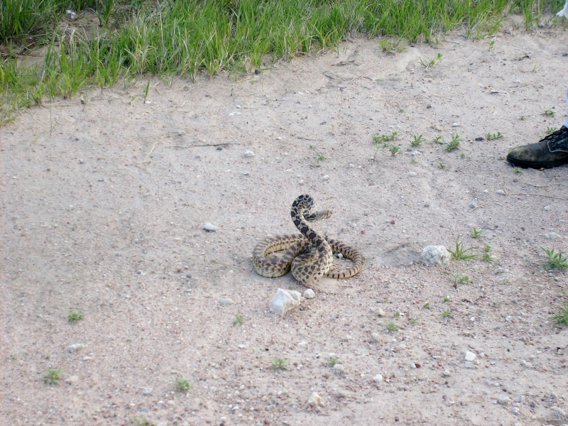 bullsnake