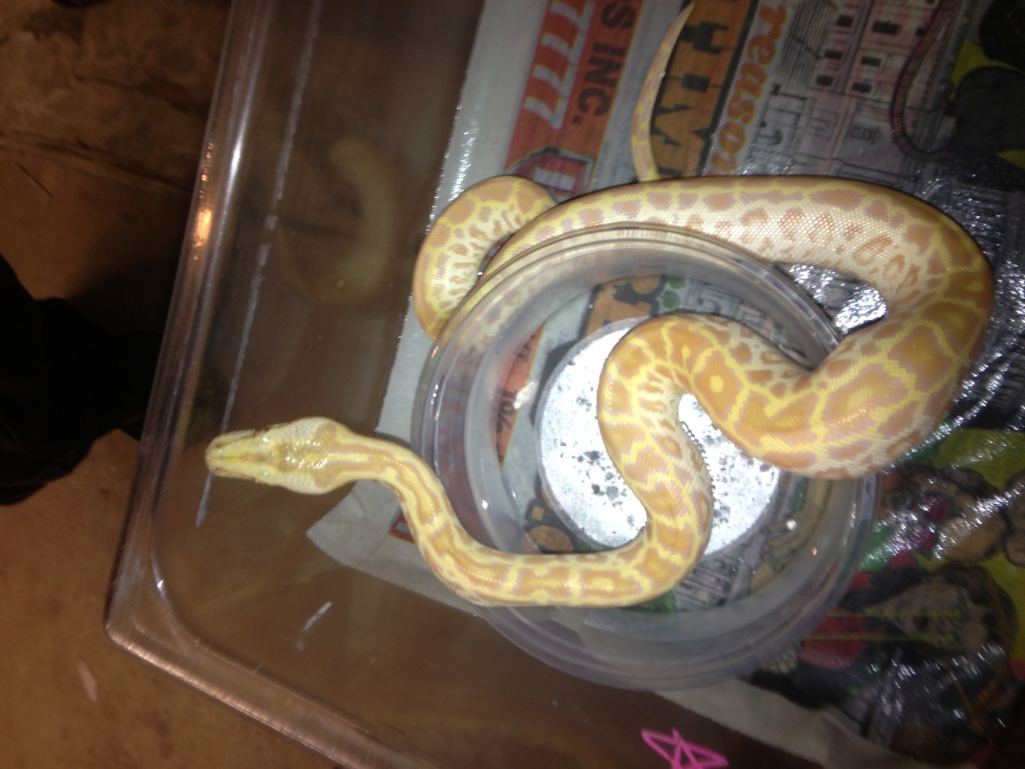 Burmese Python