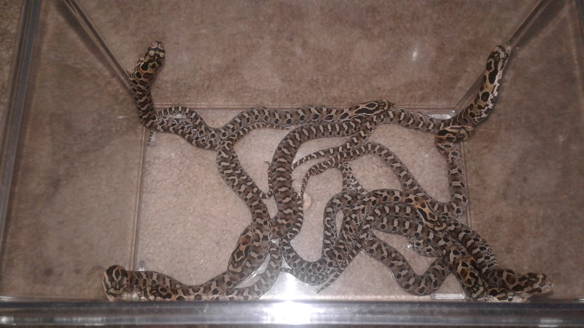 c.b. 2018 eastern hognose