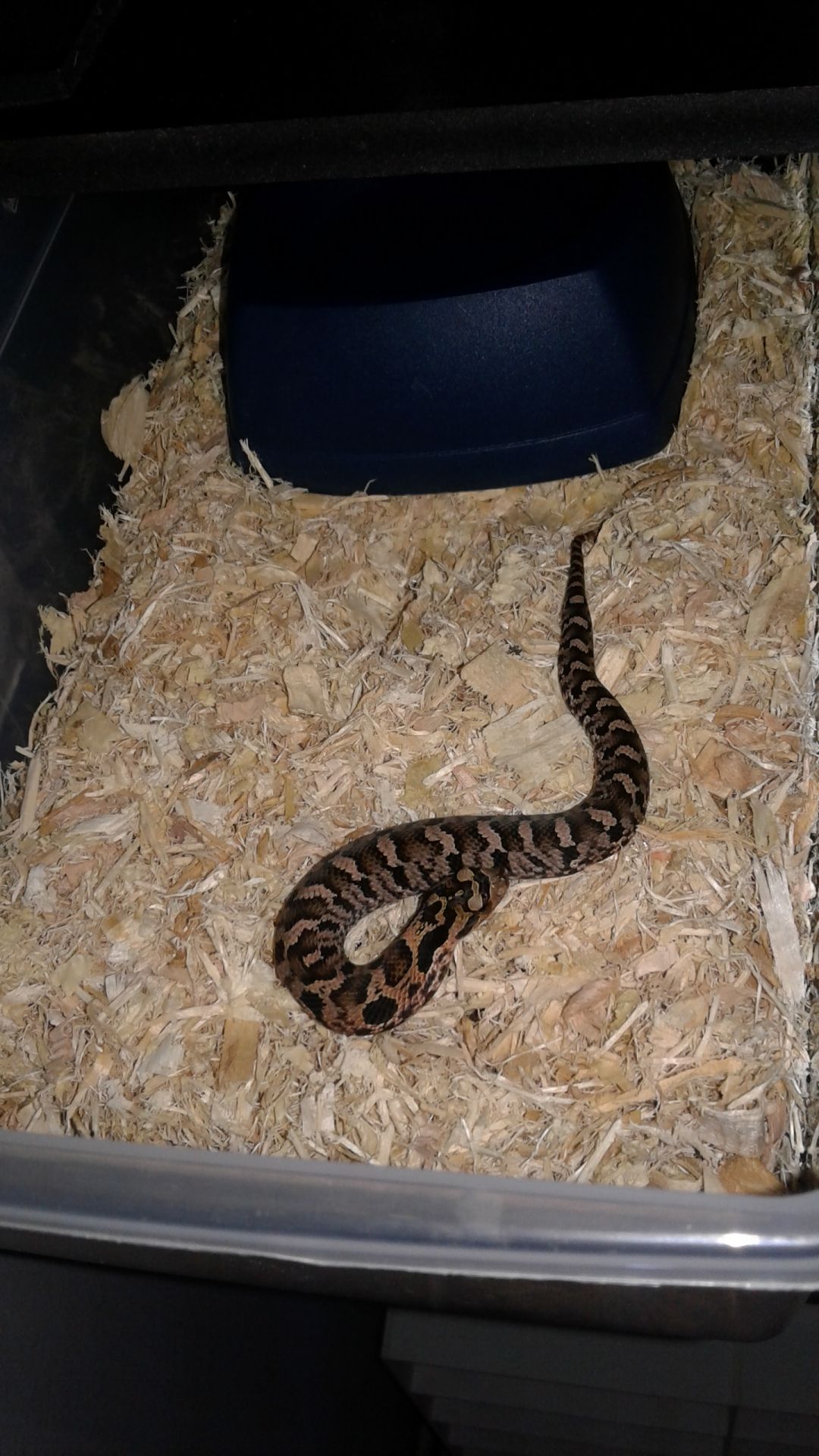 c.b. 2018 eastern hognose