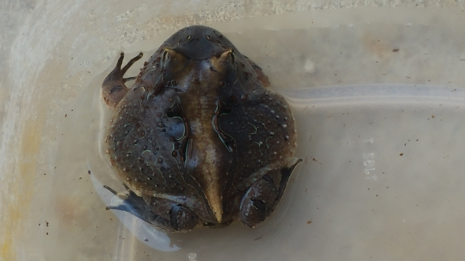 c. cornuta