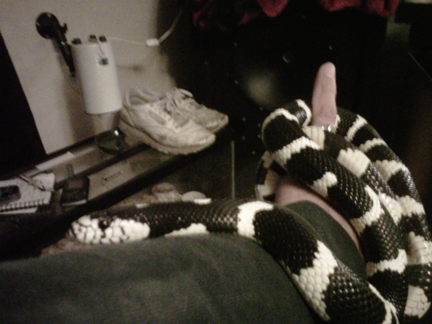 cal.kingsnake black and white strips