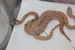 Calico Albino Eastern Diamondback