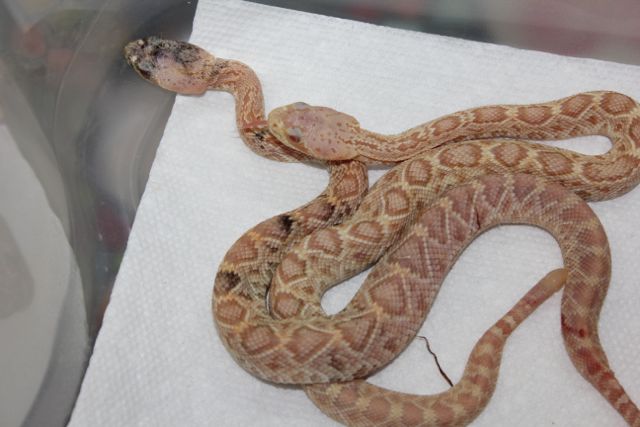 Calico Albino Eastern Diamondback