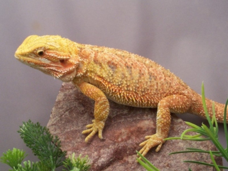 Capital Dragons - Canada's source for extreme bearded dragon color morphs.