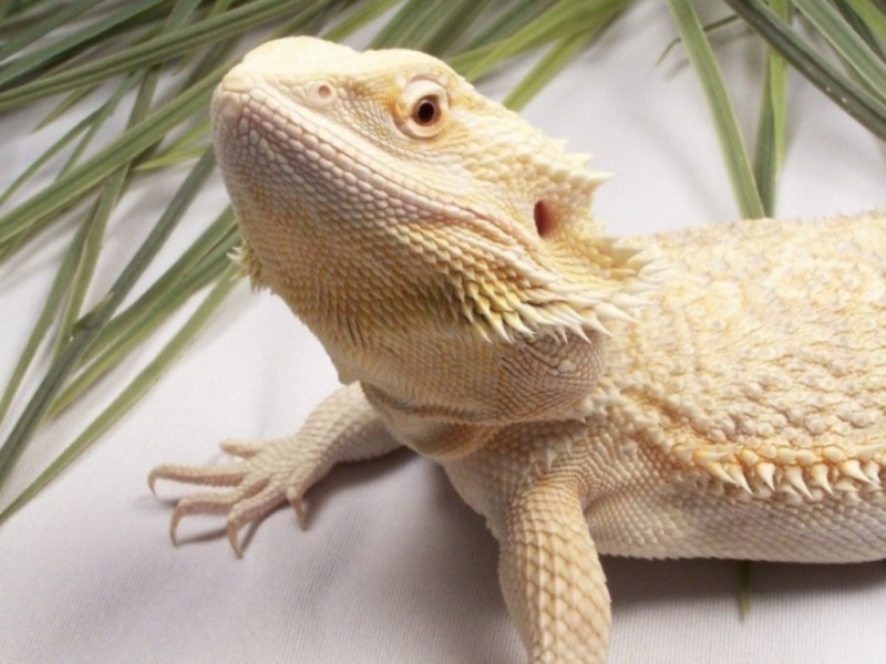 Capital Dragons - Canada's source for extreme bearded dragon color morphs.