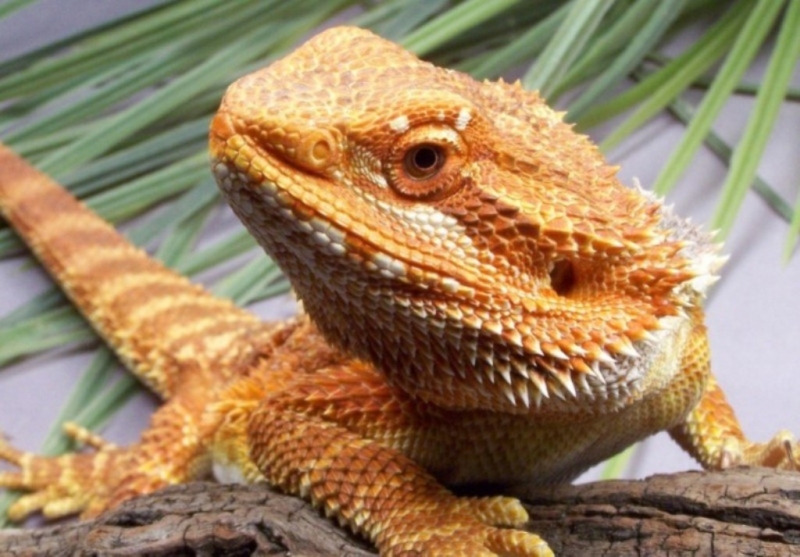 Capital Dragons - Canada's source for extreme bearded dragon color morphs.