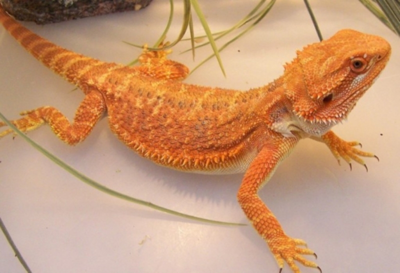 Capital Dragons - Canada's source for extreme bearded dragon color morphs.