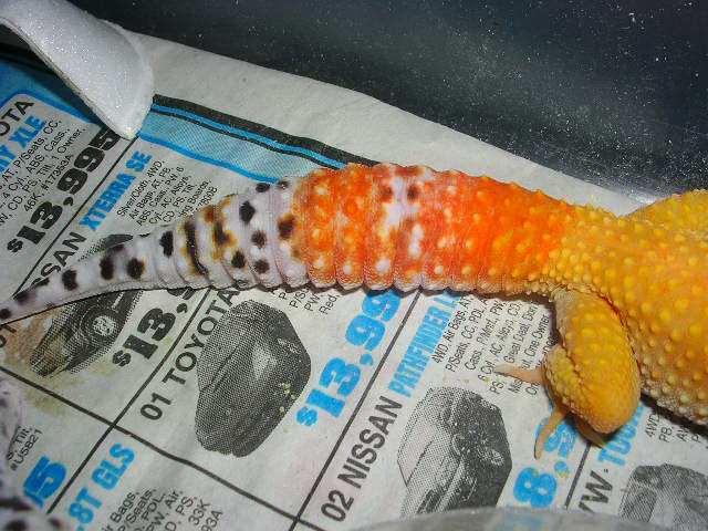 Carrot tail