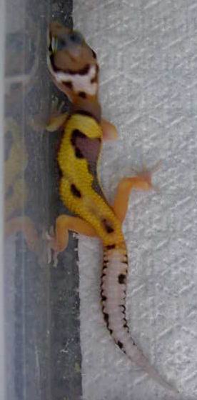 Check out that pattern