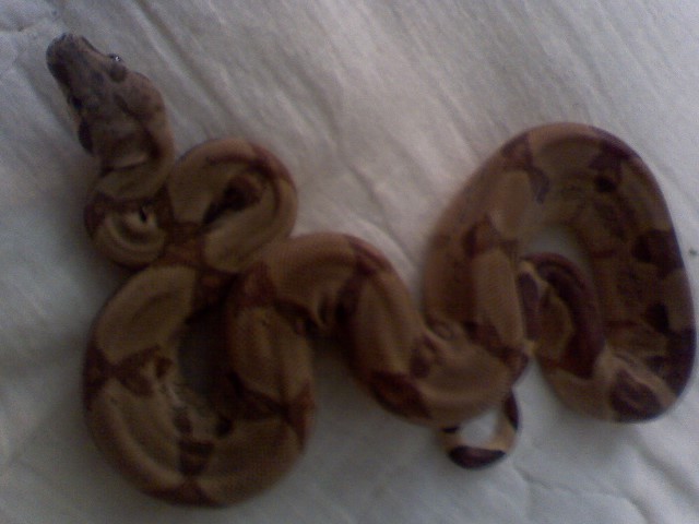 clementine