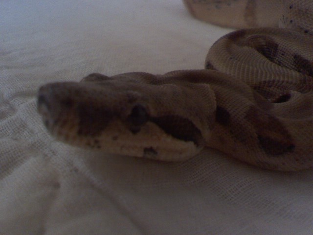 clementinecu